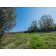 FARMHOUSE FOR SALE IN LAPEDONA IN THE MARCHE REGION,this beautiful farmhouse is to be restored in Le Marche_9